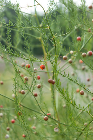 Asparagus berriesの写真素材