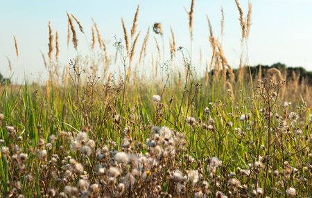 Tall fluffy grass in field, daylight, natural backgroundの写真素材