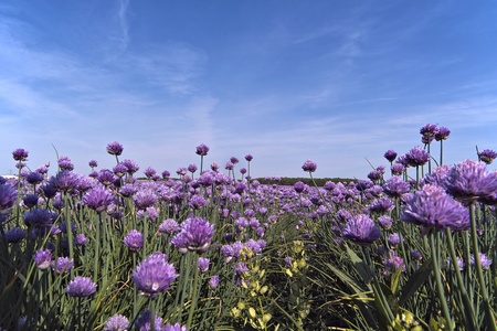 In full blossom standing chives fieldの写真素材