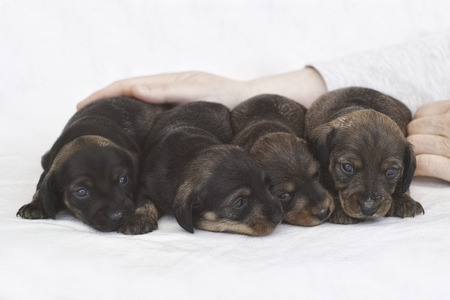 3 weeks old dachshund puppyの写真素材