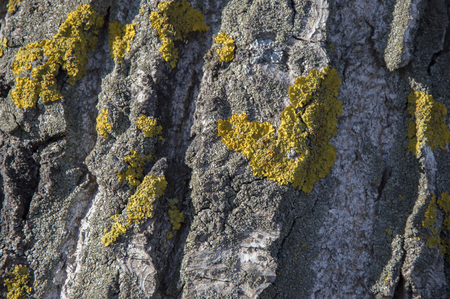 The texture of tree bark with green moss symbol of heartの写真素材