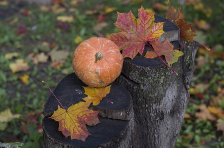 Little pumpkin on a stump in maple leavesの写真素材