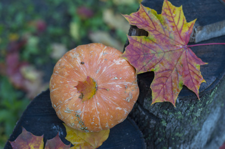 Little pumpkin on a stump in maple leavesの写真素材