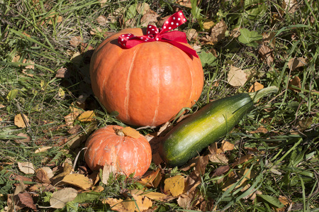 Autumn harvest of pumpkin and squashの写真素材