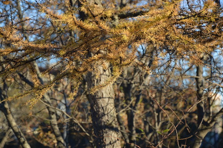 Larch branch against a background of close-up treesの写真素材