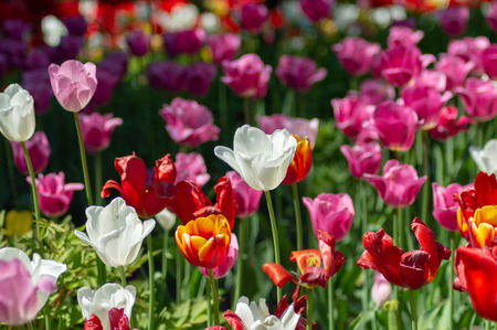 Orange, white, pink tulipsの写真素材