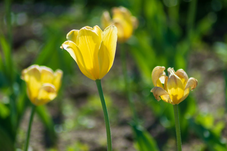 View of the beautiful yellow tulipsの写真素材