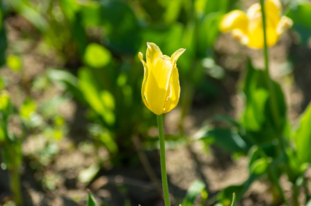 Beautiful yellow tulipの写真素材