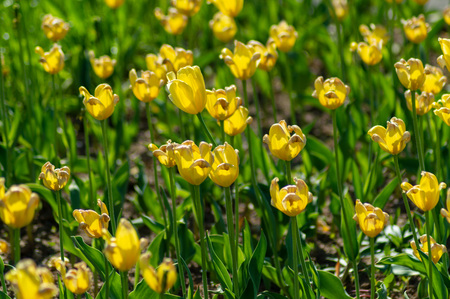 View of the meadow with yellow tulipsの写真素材