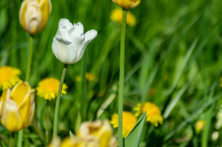 Beautiful white tulipの写真素材
