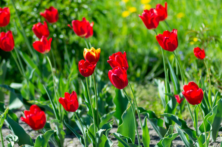 Beautiful red tulipsの写真素材