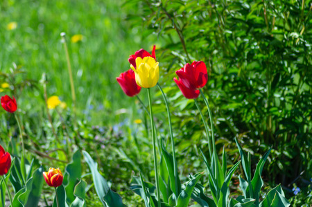 Red and yellow tulipsの写真素材