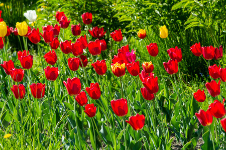 View of the beautiful red tulipsの写真素材