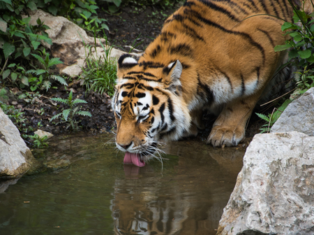 Siberian tiger drinking water from a pondの写真素材