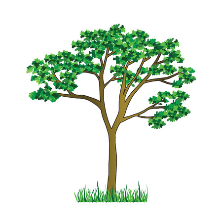 oak treeのイラスト素材