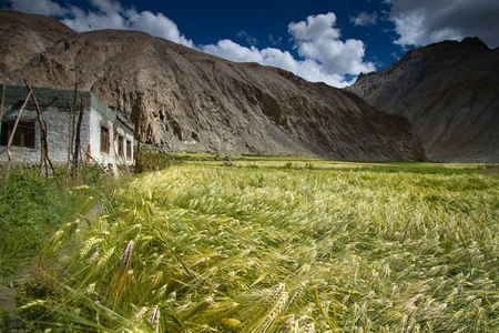 Wheat field located in Marhka Valley near city of Leh India の写真素材