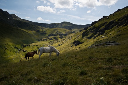 Horses in green mountain valley with beautiful clouds .の写真素材
