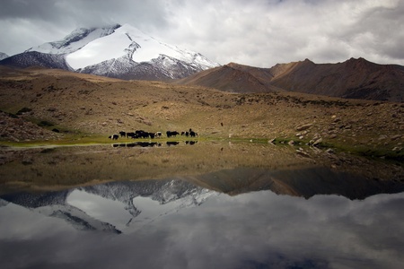 Mountain lake with snow mountain in background offering a natural drinking place for Yak animal の写真素材