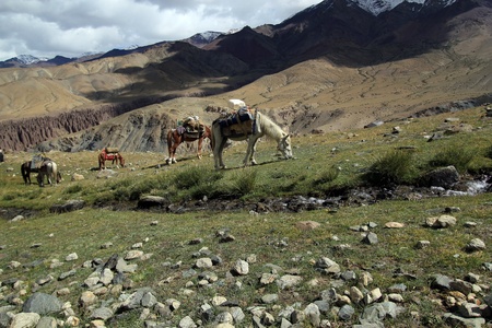 Group of horses which are used for Indian Himalaya trekking tours. Horses are part of amazing background of high mountain の写真素材