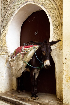 Donkey located in Old medine, between stone Arch which is typical  architecture for Arabic Worldのeditorial素材