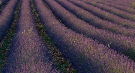 Field of Lavender forming a line from bottom to topの写真素材