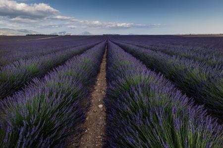 Huge and wide field of lavender located in Provence region in Franceの写真素材