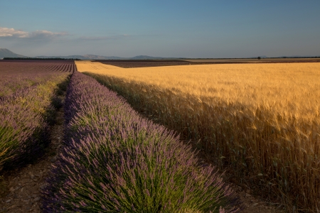 Combination of wheat and lavender fields in region of Provence, Franceの写真素材