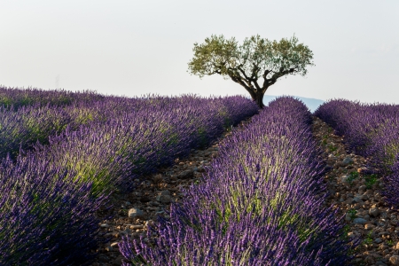 Typical picture of Lavender fields with tree details betweenの写真素材