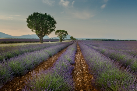 Iconic picture of Provence lavender fields, with trees which are formin a lineの写真素材