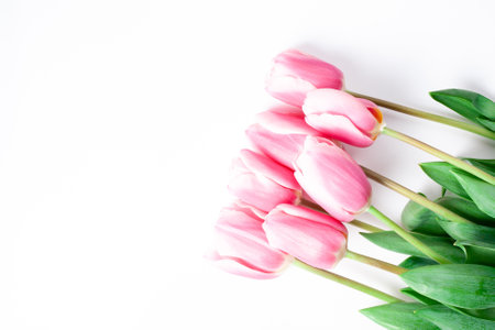 Spring flower pink tulips bouquet isolated on white background.の写真素材