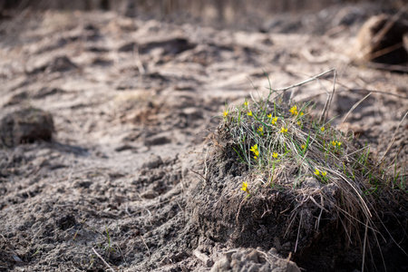 Delicate yellow flowers on bump. Destructive human activity. Flowers on construction site. landscape...