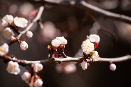 Spring flowers on blooming apricot tree branch. Apricot tree in bloom against blue sky. Spring season flower. Shallow depth of field. Selective focus on one flowerの写真素材