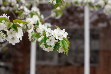 Spring flowering cherry, white flowers close-up, Selective focus and shallow Depth of field.の写真素材