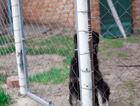 beautiful spotted puppy behind bars shelter, animal shelter, dog rescue, hide and seek, volunteer workの写真素材
