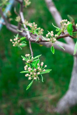 Pink apple blossoms and buds blooming close up. Buds with green leaves. Macro photography shoot with soft bokeh effect.の写真素材