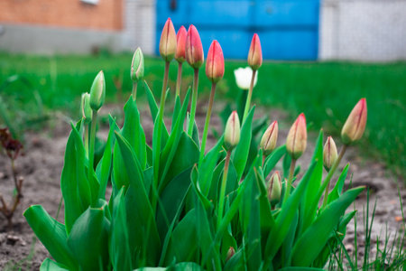 Close up tulip flower with green leaf background in tulip field spring day for postcard beauty decoration and agriculture concept design.の写真素材
