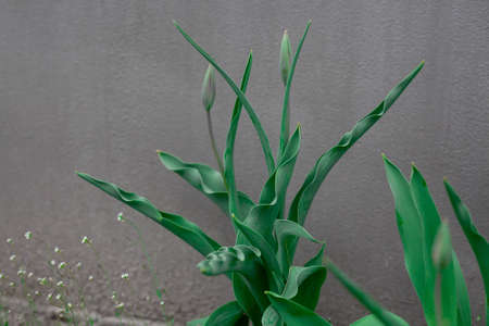 beautiful white tulips with buds blooming in the garden. Green plant with wavy leaves against gray concrete background.の写真素材