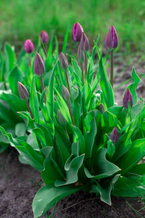 Tulip flower with green leaf background in tulip field spring day for postcard beauty decoration and agriculture concept design.の写真素材