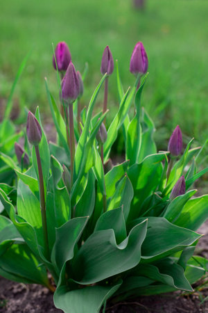 Tulip flower with green leaf background in tulip field spring day for postcard beauty decoration and agriculture concept design.の写真素材
