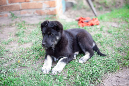 black dog. dog on the grass. adult purebred cute dog in spring or summer, lying on the grass, on the lawn on the grass in sunshine. looks into the distance. domestic home or homeless animalの写真素材