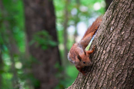Red Squirrel on tree in public park. Feeding common Squirrels. Food search in nature. Eating nuts.の写真素材