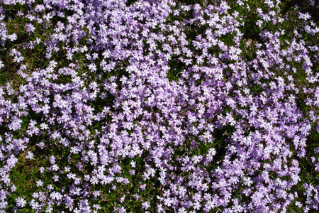 Creeping phlox background. Phlox subulata with pink striped petals around a small patch of similar but solid pink phlox. Botanical garden.の写真素材