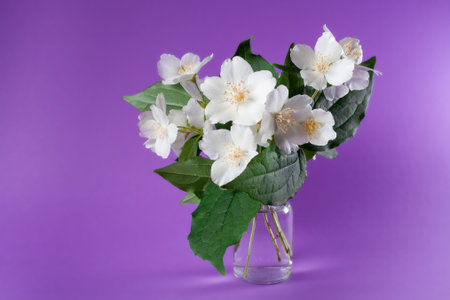 Bunch of white jasmine flowers. Jasmine bouquet in glass vase on purple background. White flowers with green leaves bouquet. Jasminum.の写真素材