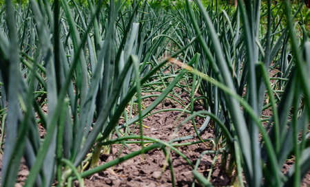 Organically grown onions. Green onion in vegetable garden. on vegetable field. growing vegetables on the farmの写真素材