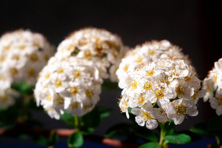 Macro photo of white sping flower blossom with shallow depth of field. white petals on small little...
