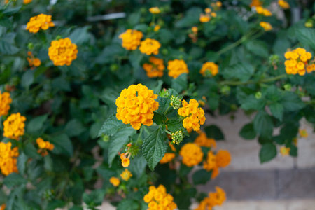 Lantana camara multi colored flowers on green bush. Exotic flowers of tropical countriesの写真素材