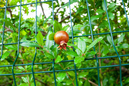 Red pomegranate with green leaves growing in the garden on the tree through the green metal fenceの写真素材