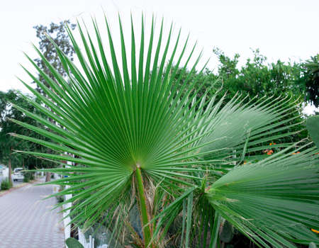 Green leaf of a palm tree with narrow stripes on resort streetの写真素材