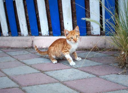 Ginger kitten with white chest against blue wood background. Young red homeless cat on the streetの写真素材