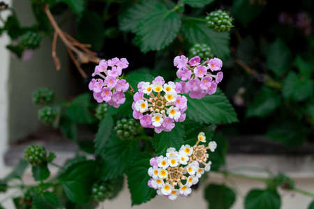 Lantana camara multi colored flowers on green bush. Exotic flowers of tropical countriesの写真素材